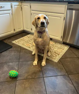 Tank Sinatra