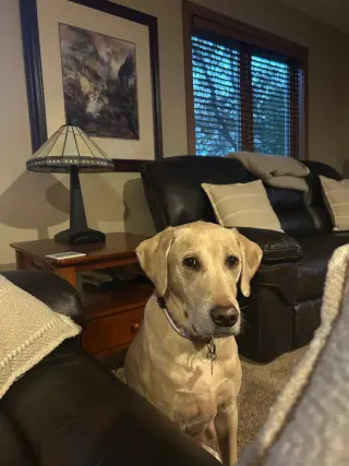 Tank Sinatra