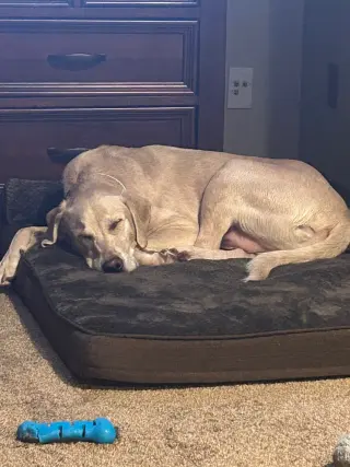 Tank Sinatra