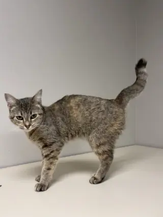 Tori
