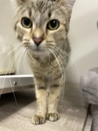 Tori