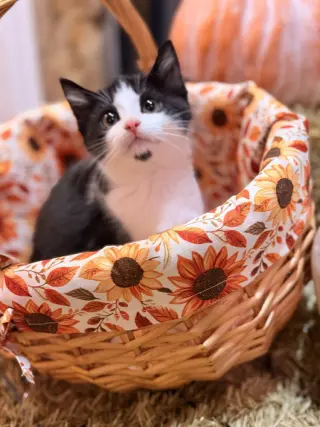 Disney Kitties : Giselle