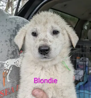 Ruby's Rowdies : Blondie (Mickey)