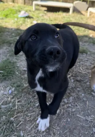 Georgia : Tucker