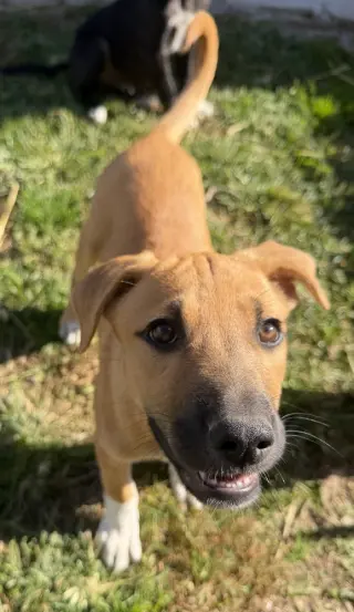 Georgia : Madison