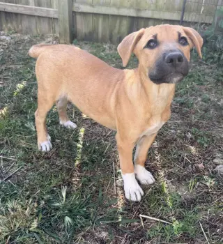 Georgia : Madison