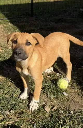 Georgia : Madison
