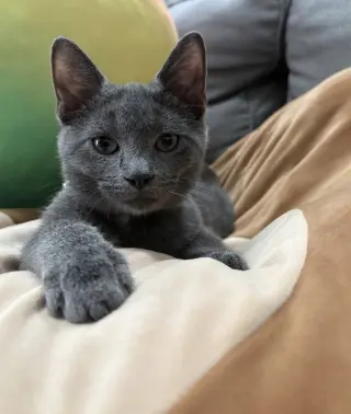Rocket