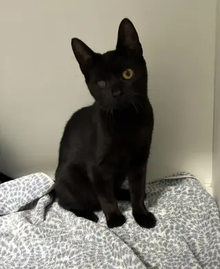 Alfalfa - available 10/10