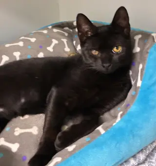 Alfalfa - available 10/10