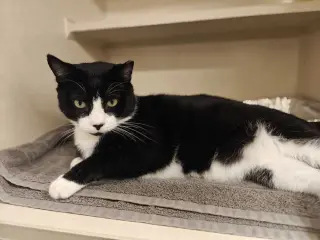 Cats Domino - available 10/10