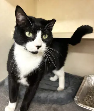 Cats Domino - available 10/10
