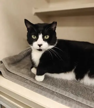 Cats Domino - available 10/10