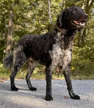 Zoomer