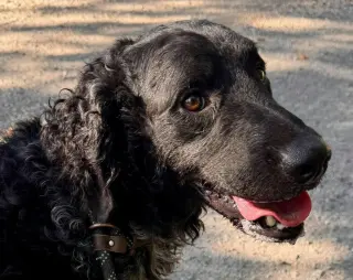 Zoomer