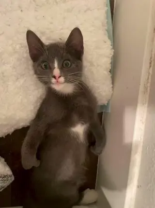 Grey