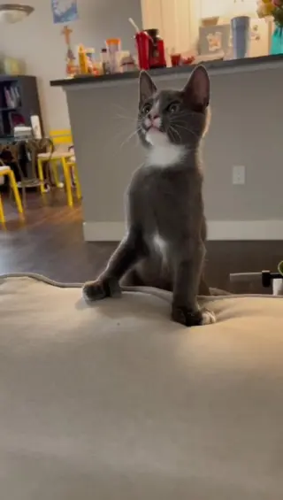 Grey