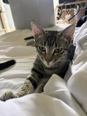 Mini Mia