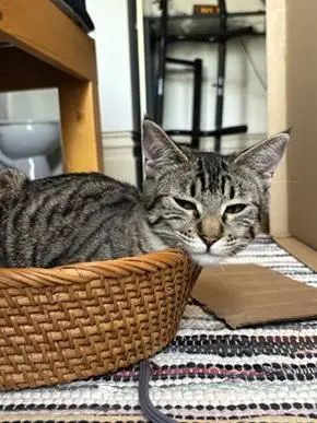 Mini Mia