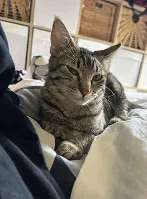 Mini Mia