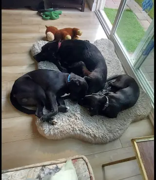 Judy Hopps