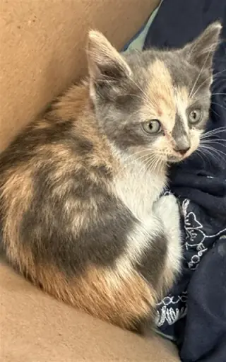 LILLY