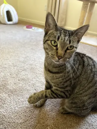 Lola