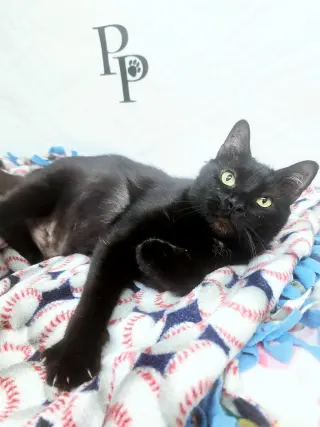 Vampurr
