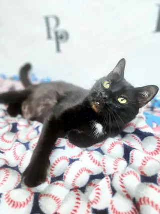 Vampurr