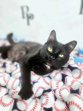 Vampurr