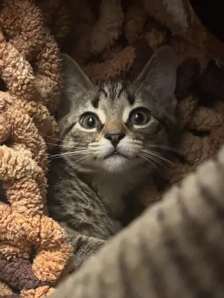 Kitten Yoshi *FIV+*