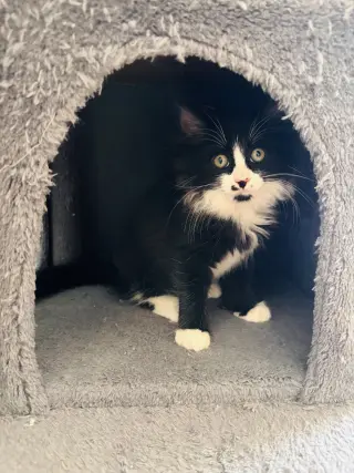 Nutmeg Napa