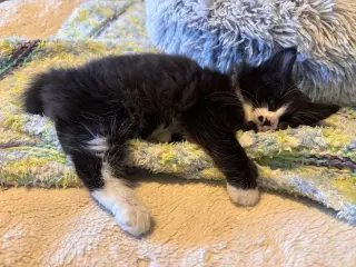 Nutmeg Napa