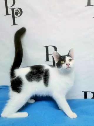 Rio