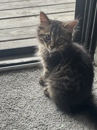 Kitten Toad *FIV+*