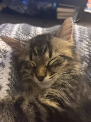 Kitten Toad *FIV+*