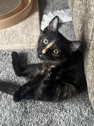 Kitten Luna *FIV+*
