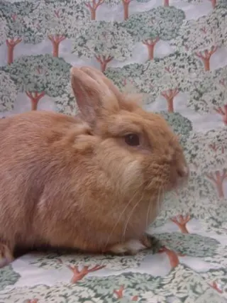 PEANUT