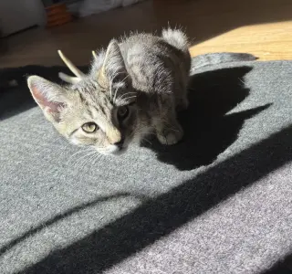 Mocha