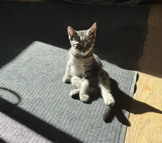 Mocha