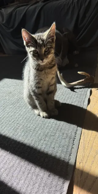 Mocha