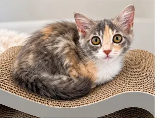 Paisley