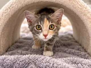 Paisley