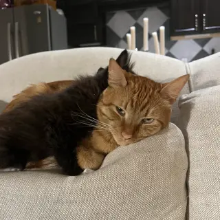 Kiba