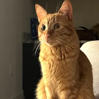 Kiba