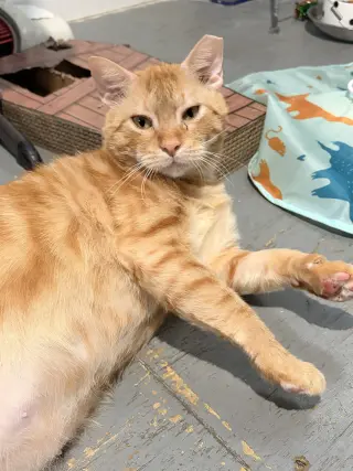 Wally