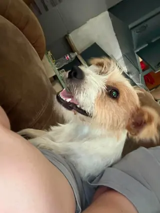 Rocco- scruffy cuteness
