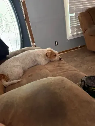 Rocco- scruffy cuteness