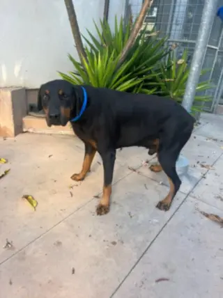 SCOOBY