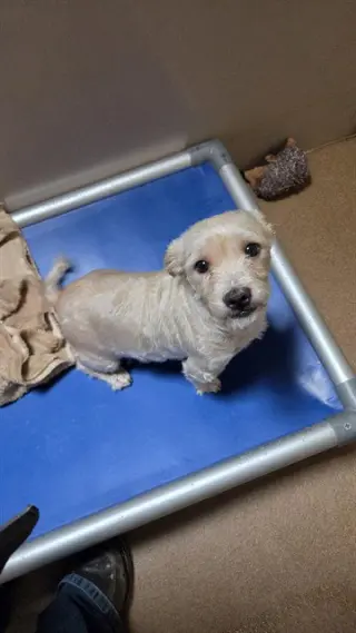 MOCHI